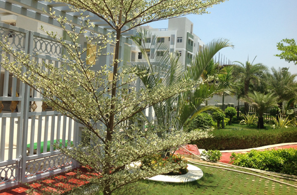 garden management in chennai, terrace gardens in chennai, swimming pool designers in chennai, swimming pool maintenance in chennai,landscape architects in chennai